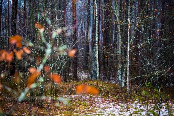 Облачный Зимний День Сосновом Лесу Зеленая Трава Снегом Золотые Листья — стоковое фото