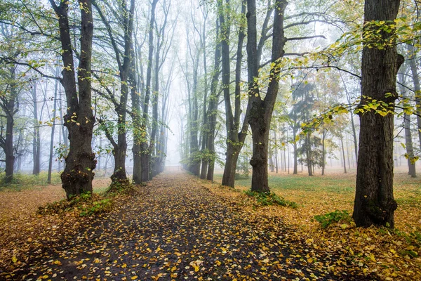 秋の朝霧 公園内の歩道 古い木々 金色の葉の眺め ラトビア — ストック写真