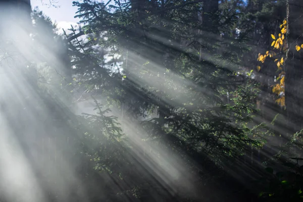 Paesaggio Autunno Nebbia Mattutina Nella Foresta Raggi Sole Rami Pini — Foto Stock