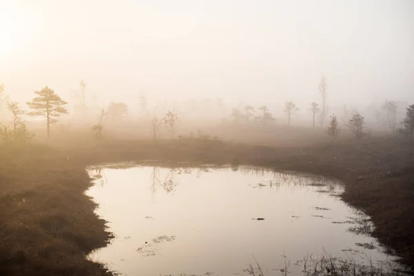 Paysage Automne Brouillard Matinal Marais Forêt Arrière Plan Kemeri Lettonie — Photo