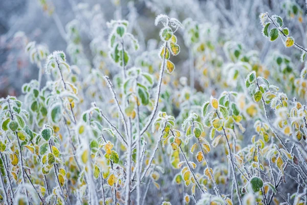 První Mráz Lese Barevný Listí Zblízka Cesis Lotyšsko — Stock fotografie