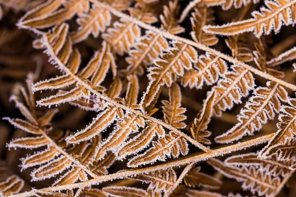 Frost Auf Den Farnblättern Nahaufnahme Lettland — Stockfoto