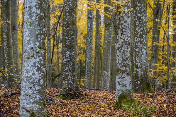 Осінній Лісовий Ландшафт Крупний План Вид Дерев Бука Зеленого Золотого — стокове фото