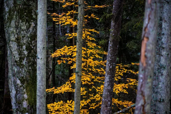 Ett Höst Skogs Landskap Närbild Bokträd Gröna Och Gyllene Löv — Stockfoto