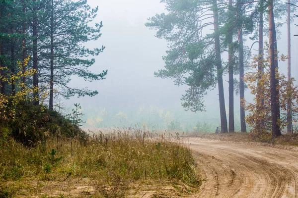 Ett Höst Skogs Landskap Grusväg Genom Tallar Lettland — Stockfoto