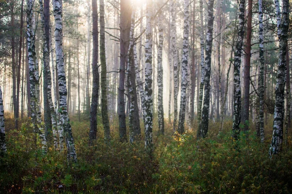 Солнечный Свет Берёзовые Деревья Зелёном Лесу Крупный План Cenas Tirelis — стоковое фото