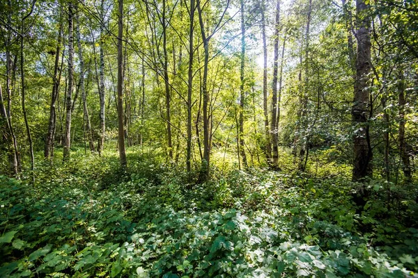 Słoneczny Letni Dzień Zielonym Lesie Łotwa — Zdjęcie stockowe