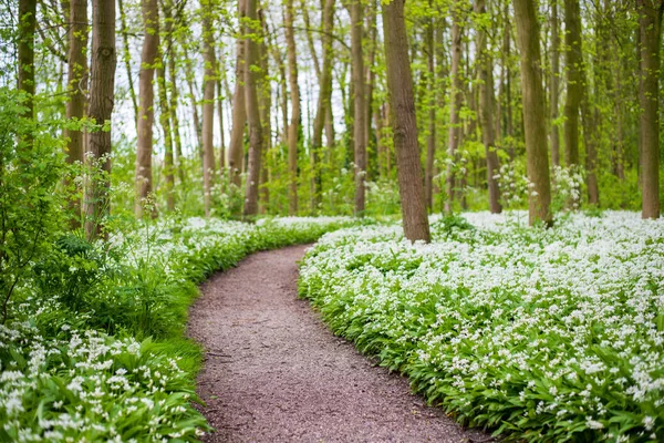 Uma Estrada Através Floresta Verde Verão Com Flores Brancas Florescendo — Fotografia de Stock