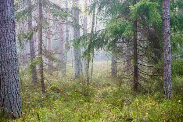 森の中の曇りの秋の日 朝霧と緑の松の木 ケメリラトビア — ストック写真