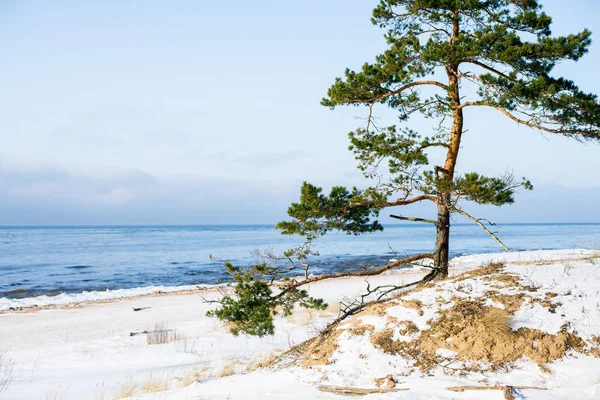 Paisagem Inverno Mar Coberto Neve Árvores Verdes Contra Céu Azul — Fotografia de Stock