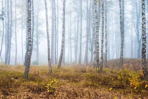 Brouillard Matinal Dans Forêt Feuilles Vertes Dorées Bouleaux Gros Plan — Photo