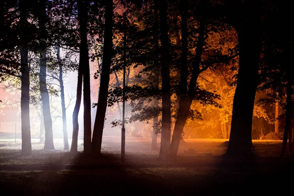Tôt Matin Dans Parc Arbres Sombres Brouillard Lumières Kemeri Lettonie Photo De Stock