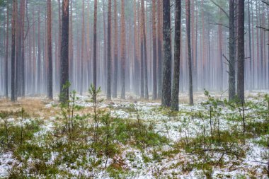 Çam ormanında bulutlu bir kış günü. Karaltında yeşil çimenler ve altın yapraklar. Letonya