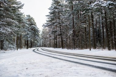 Güneşli bir kış gününde çam ormanı ile karla kaplı asfalt yol, Estonya