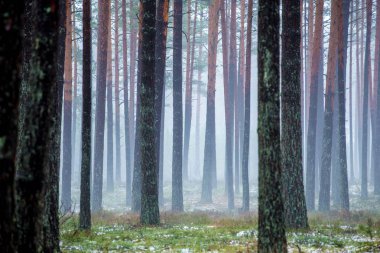 Çam ormanında bulutlu bir kış günü. Karaltında yeşil çimenler ve altın yapraklar. Letonya