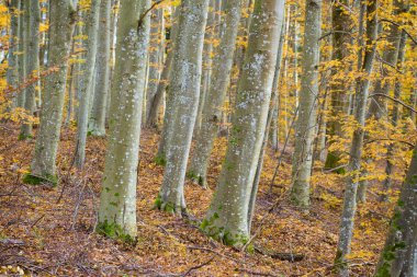 Sonbahar ormanı manzarası. Kayın ağaçlarının, yeşil ve altın yaprakların yakından görünümü, Almanya