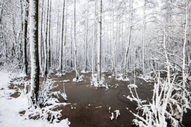 Ormanda donmuş bir göl, huş ağaçları yakın çekim, Letonya