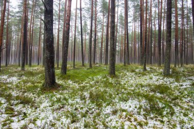 Çam ormanında bulutlu bir kış günü. Karaltında yeşil çimenler ve altın yapraklar. Letonya