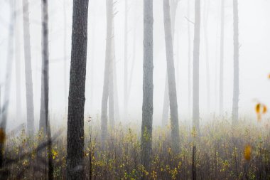 Sonbahar ormanı manzarası. Bulutlu bir günde çam ağacı ormanında sabah sisi, yeşil ve altın yaprakları, Letonya