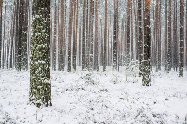 Bulutlu bir kış gününde karla kaplı çam ağacı ormanı, Letonya