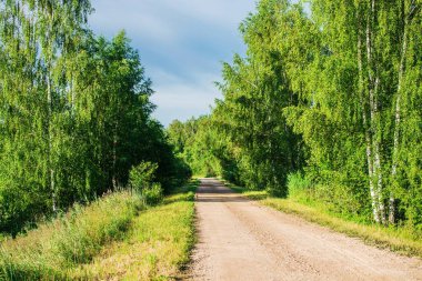 Açık bir yaz gününde arka planda bir orman ile yeşil huş ağaçları ile toprak ülke yol görünümü, Letonya