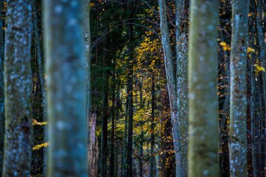 Sonbahar ormanı manzarası. Kayın ağaçlarının, yeşil ve altın yaprakların yakından görünümü, Almanya