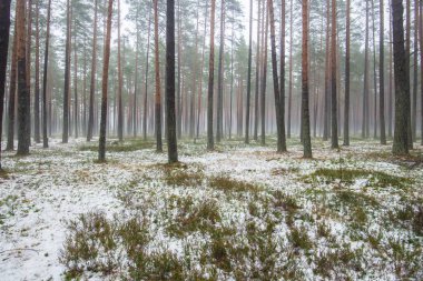 Çam ormanında bulutlu bir kış günü. Karaltında yeşil çimenler ve altın yapraklar. Letonya