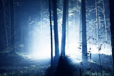 Güneş ışığı. Çam ormanında sisli bir sabah. Bir çim, bitki ve ağaçlar yakın çekim, Cenas tirelis, Letonya