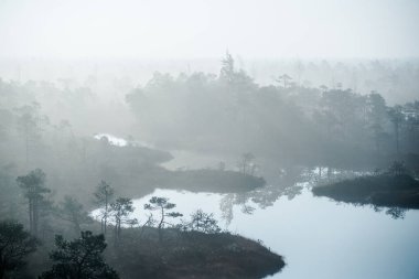 Pure morning light and fog over the swamp, blue water and green pine trees. A view from the watching tower. Kemeri, Latvia clipart