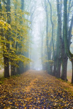 Sonbahar sabahı sisi. Parktaki geçit, eski ağaçlar ve altın yapraklar manzarası. Riga, Letonya