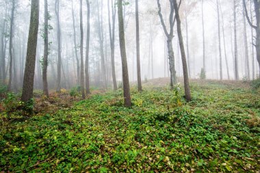 Ormanda bir sabah sisi, yeşil ve altın yapraklar, huş ağaçları yakın çekim, Letonya