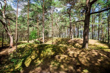 Açık bir yaz gününde yeşilçam ağacı orman manzarası, Letonya