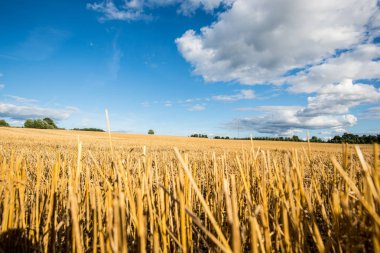 Güneşli bir günde ülke tarım alanının panoramik görünümü, Estonya