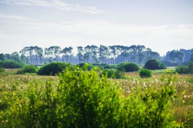 Açık bir yaz gününde arka planda yeşil çalılar ve çamile alanın görünümü, Letonya