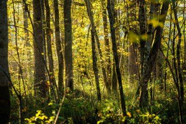 Orman manzarası. Sonbahar ormanında sabah güneş ışığı, yeşil ve altın yapraklar. Sigulda, Letonya