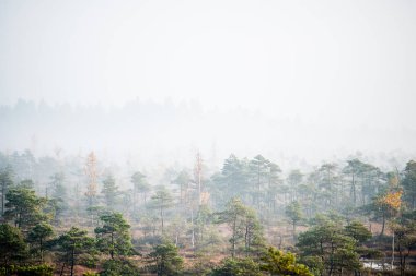 Bataklık, mavi su ve yeşil çam ağaçları üzerinde saf sabah ışık ve sis. Gözetleme kulesinden bir manzara. Kemeri, Letonya