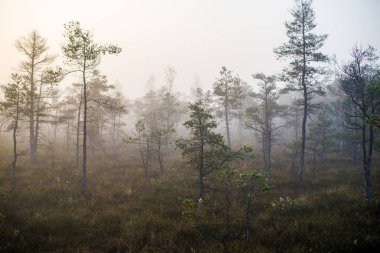 Ormanda bulutlu bir sonbahar günü. Sabah sisi ve yeşil çam ağaçları. Kemeri, ne? Letonya
