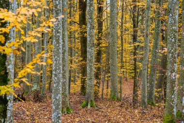 Sonbahar ormanı manzarası. Kayın ağaçlarının, yeşil ve altın yaprakların yakından görünümü, Almanya
