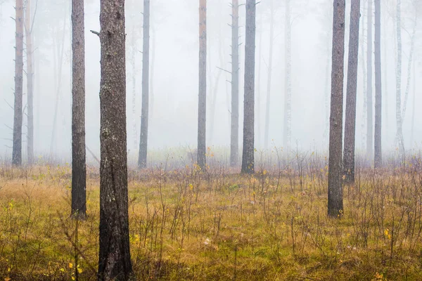 秋の森の風景 曇りの日の松林の朝霧 緑と黄金の葉 ラトビア — ストック写真