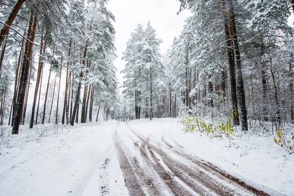 Sétányon Keresztül Hófödte Fenyőerdő Egy Felhős Téli Napon Lettország — Stock Fotó