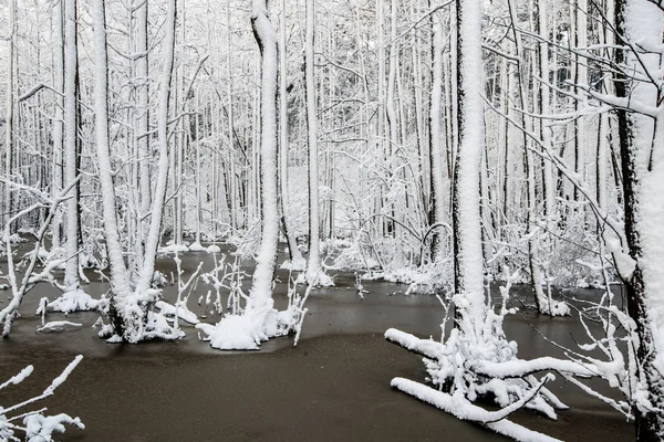 Ormanda Güneşli Kış Günü Huş Ağaçları Yakın Çekim Letonya — Stok fotoğraf
