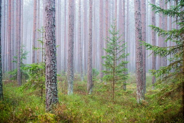 Cloudy Autumn Day Forest Morning Fog Green Pine Trees Kemeri — Stock Photo, Image