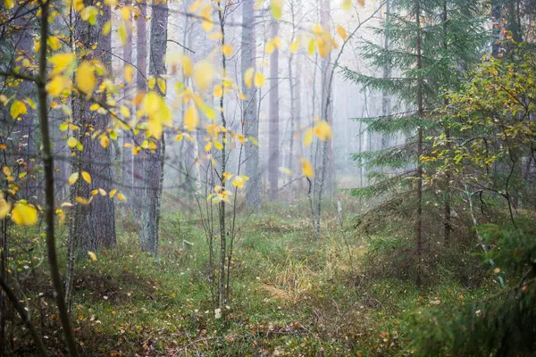 Nublado Día Otoño Bosque Niebla Matutina Pinos Verdes Kemeri Letonia —  Fotos de Stock