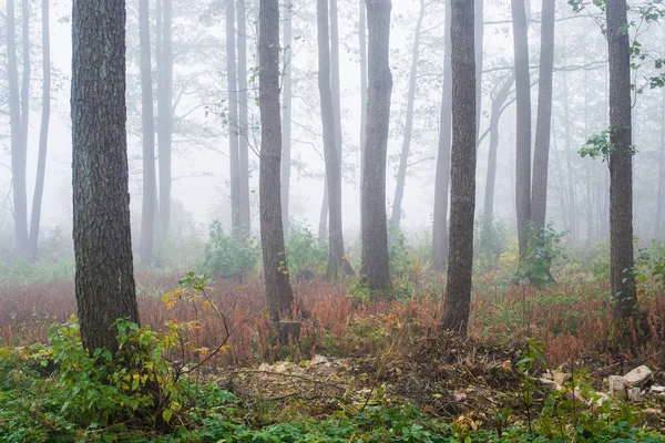 Uma Névoa Matinal Floresta Folhas Verdes Douradas Bétulas Close Letónia — Fotografia de Stock