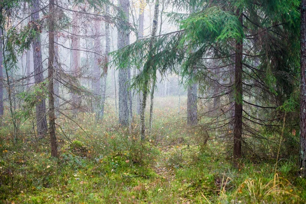 森の中の曇りの秋の日 朝霧と緑の松の木 ケメリラトビア — ストック写真