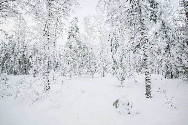 Snötäckt Skog Björk Träd Närbild Lettland — Stockfoto