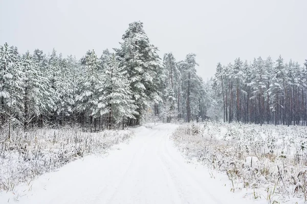 Chodnik Przez Pokryte Śniegiem Sosnowym Lesie Pochmurny Zimowy Dzień Łotwa — Zdjęcie stockowe