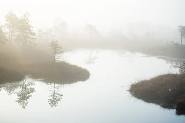 Paisaje Otoño Niebla Matutina Pantano Bosque Fondo Kemeri Letonia —  Fotos de Stock