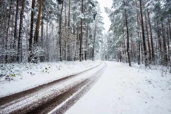 Gångväg Genom Snötäckta Tallskog Molnig Vinterdag Lettland — Stockfoto