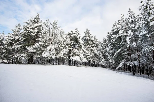 Met Sneeuw Bedekt Dennenbos Een Zonnige Dag Fir Close Letland — Stockfoto